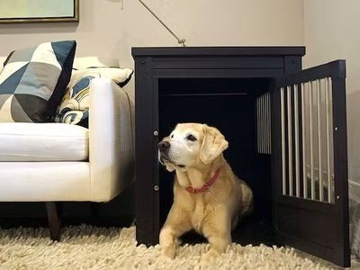 Best Place For Dog Crate photo